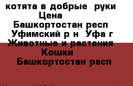 котята в добрые  руки › Цена ­ 100 - Башкортостан респ., Уфимский р-н, Уфа г. Животные и растения » Кошки   . Башкортостан респ.